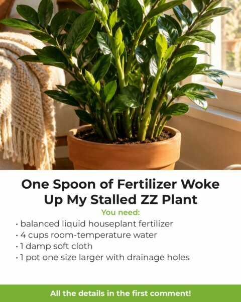 One Spoon of Fertilizer Woke Up My Stalled ZZ Plant