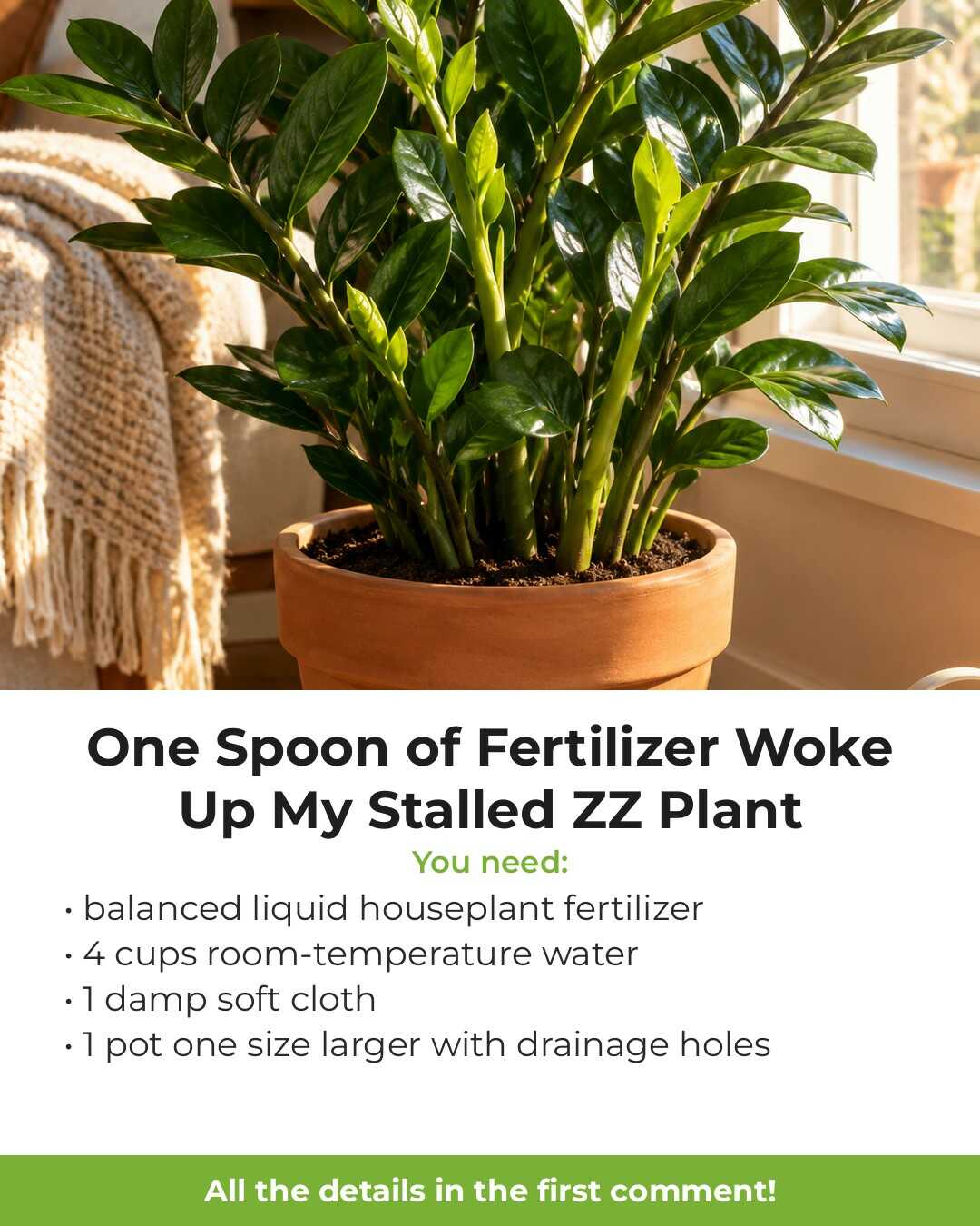 One Spoon of Fertilizer Woke Up My Stalled ZZ Plant