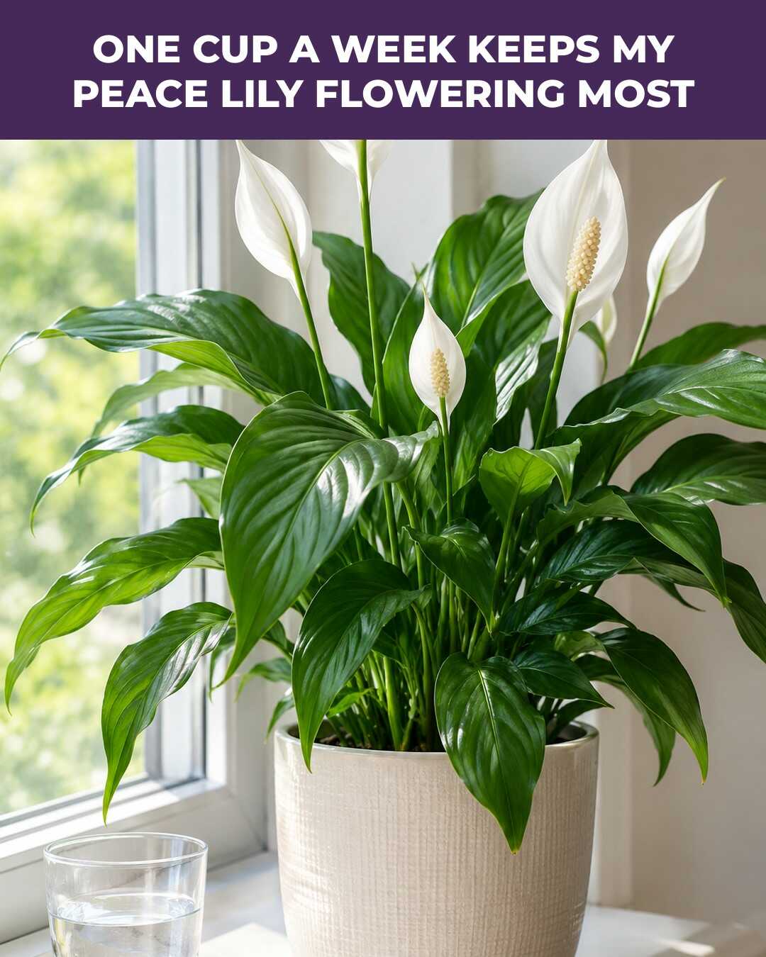 One Cup a Week Keeps My Peace Lily Flowering Most of the Year