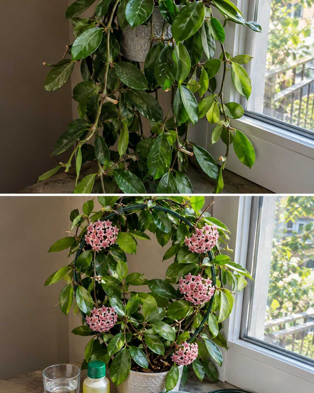 My Hoya Never Bloomed Until I Stopped Cutting Off the Spurs
