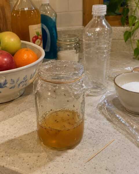 The Natural Fly Trap I Set Up Every Fall, No Poison Needed